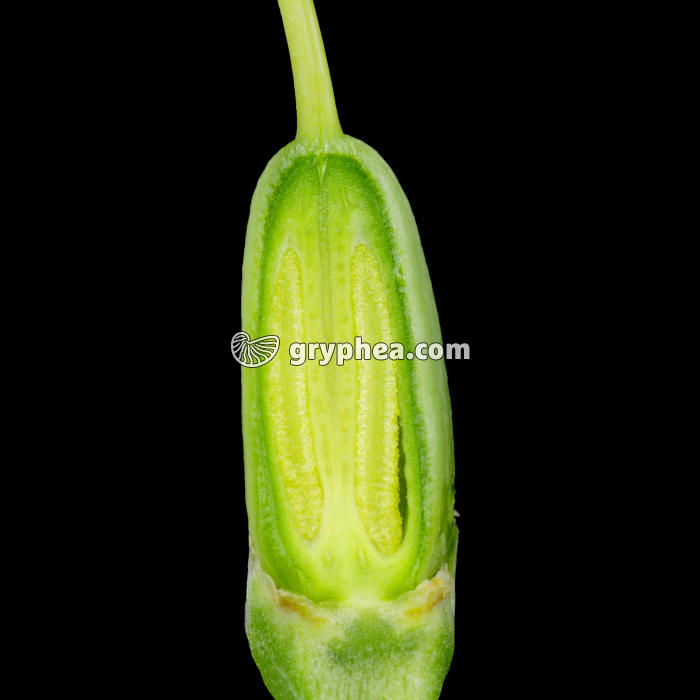 Lisianthus (Eustoma grandiflorum) - Ovaire et ovules Lysianthus - gryphea.org